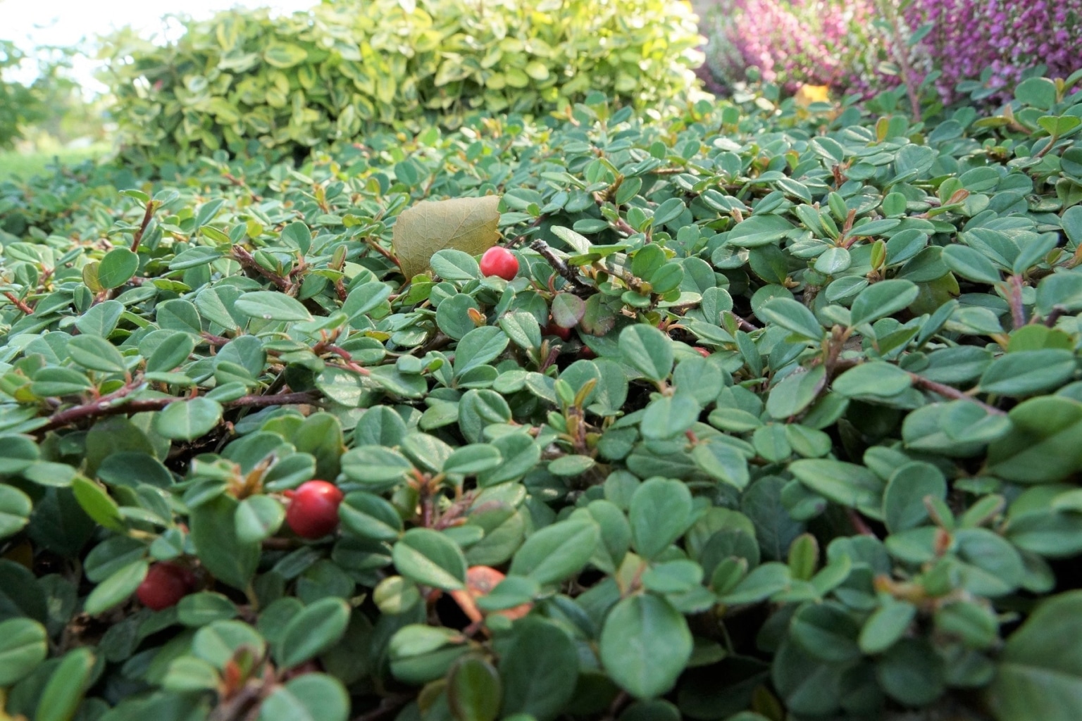 Zwergmispel Cotoneaster Pflege Schneiden Und Vermehren Hausgarten Net