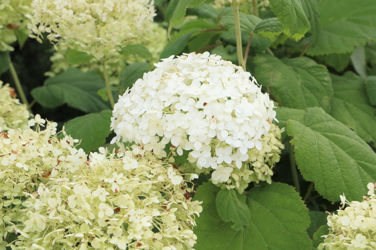 Schneeballhortensie Pflege Und Schneiden Der Ballhortensie