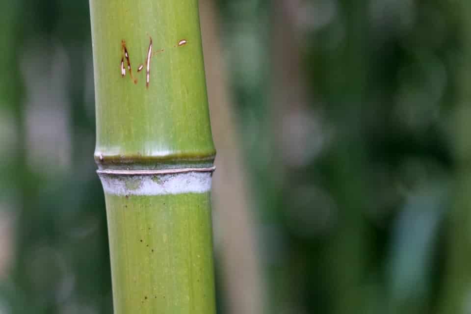 Wie Schnell W Chst Bambus Infos Zum Wachstum Hausgarten Net