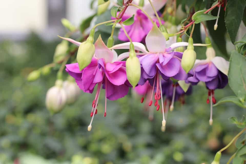 Fuchsien Vermehren Samen Und Stecklinge Hausgarten Net