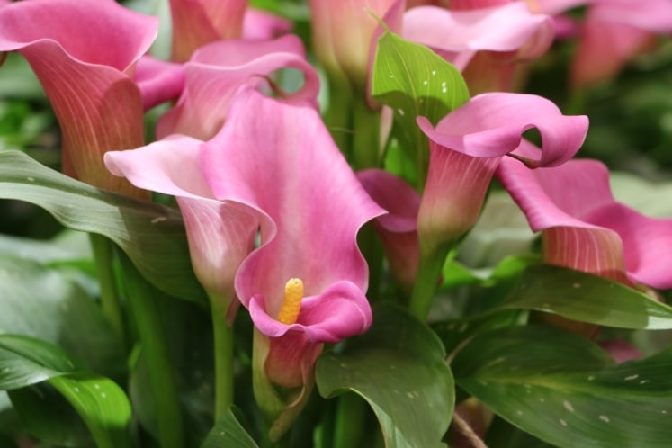 Zantedeschia Rehmannii Aethiopica Pflege Der Calla Hausgarten Net