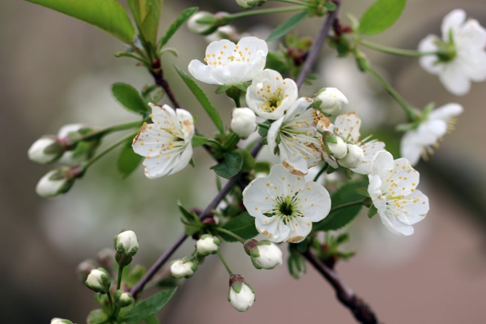 Baum im Kübel Topf halten diese Bäume eignen sich besonders gut