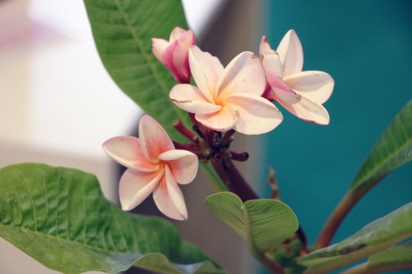 Frangipani richtig gießen düngen Dünger für Plumeria Tempelbaum