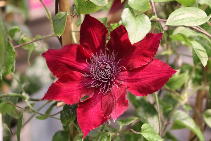 Clematis Bekommt Braune Bl Tter Clematiswelke Bek Mpfen Hausgarten Net