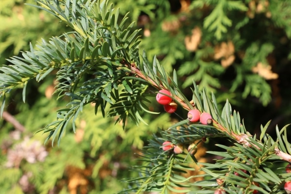 Wie Schnell Wachsen Eiben Wachstum Der Eibenhecke Hausgarten Net