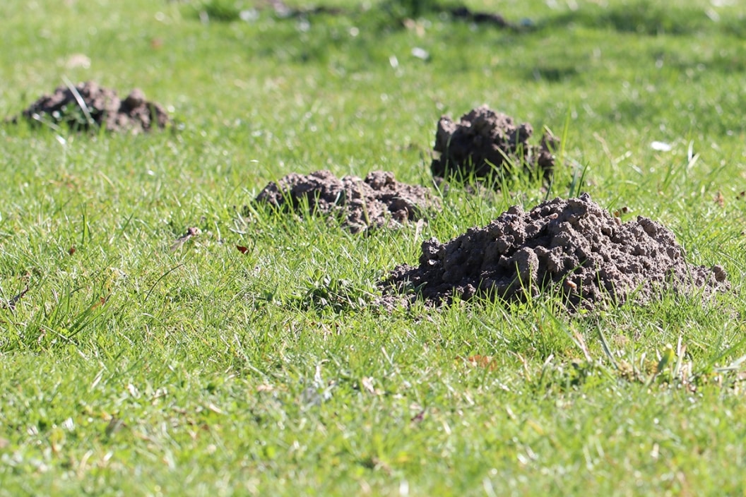 Rattenkot erkennen Größe Aussehen und Geruch Hausgarten net