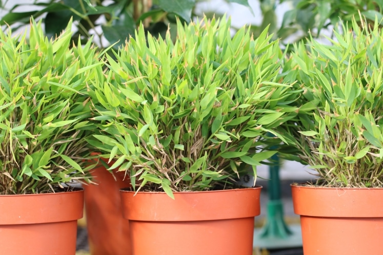 Schusterpalme Aspidistra Elatior Pflege Hausgarten Net