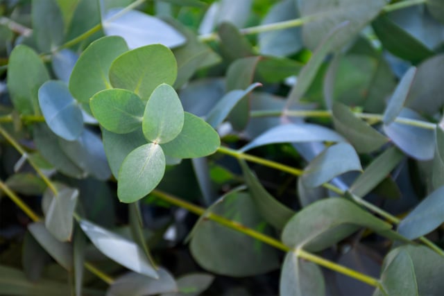 Eukalyptus D Ngen Wirksame Hausmittel Hausgarten Net