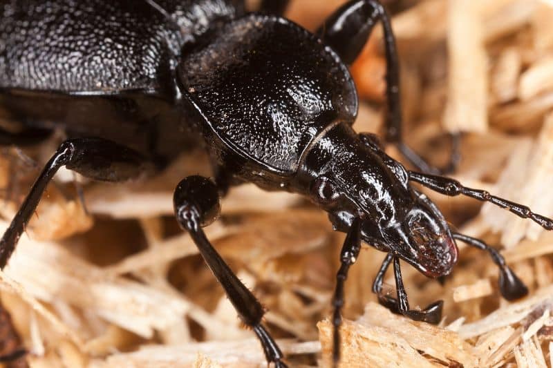 Käfer mit Zangen bestimmen 10 heimische Arten Hausgarten net