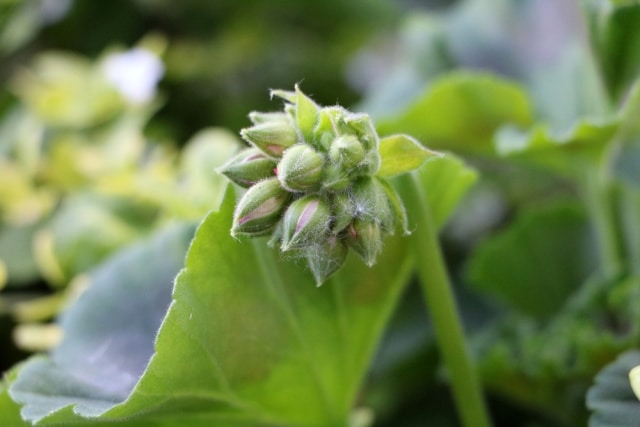 Geranien Richtig überwintern - Eine Anleitung - Hausgarten.net