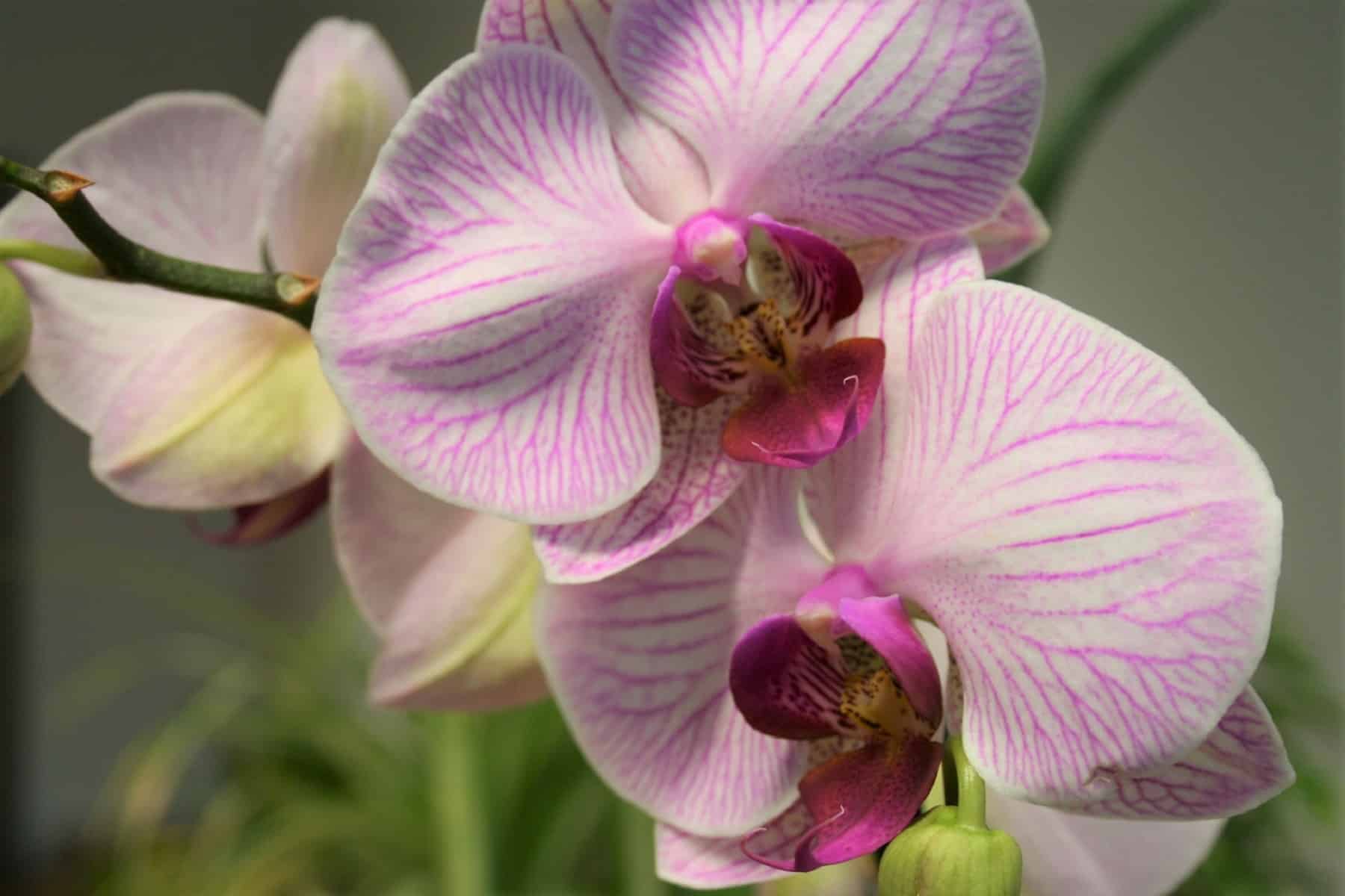Орхидея Пандора