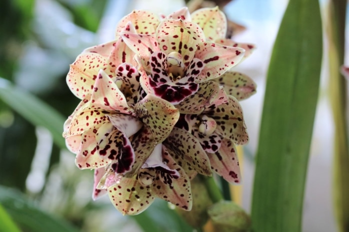 Cymbidium-Orchidee 'Magic Vogel'