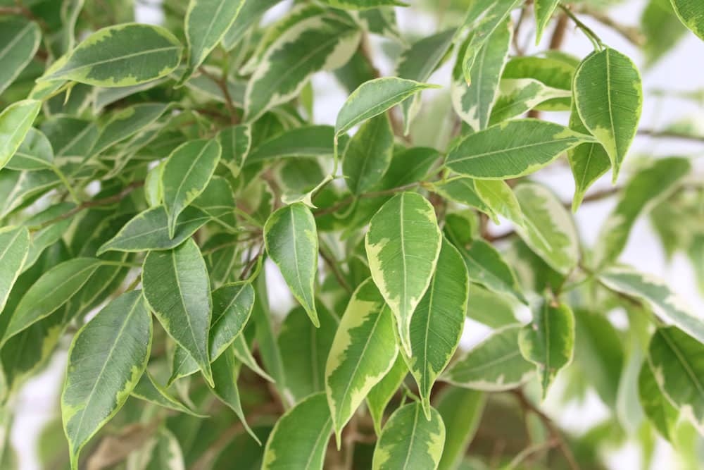 Ficus Benjamina - Birkenfeige