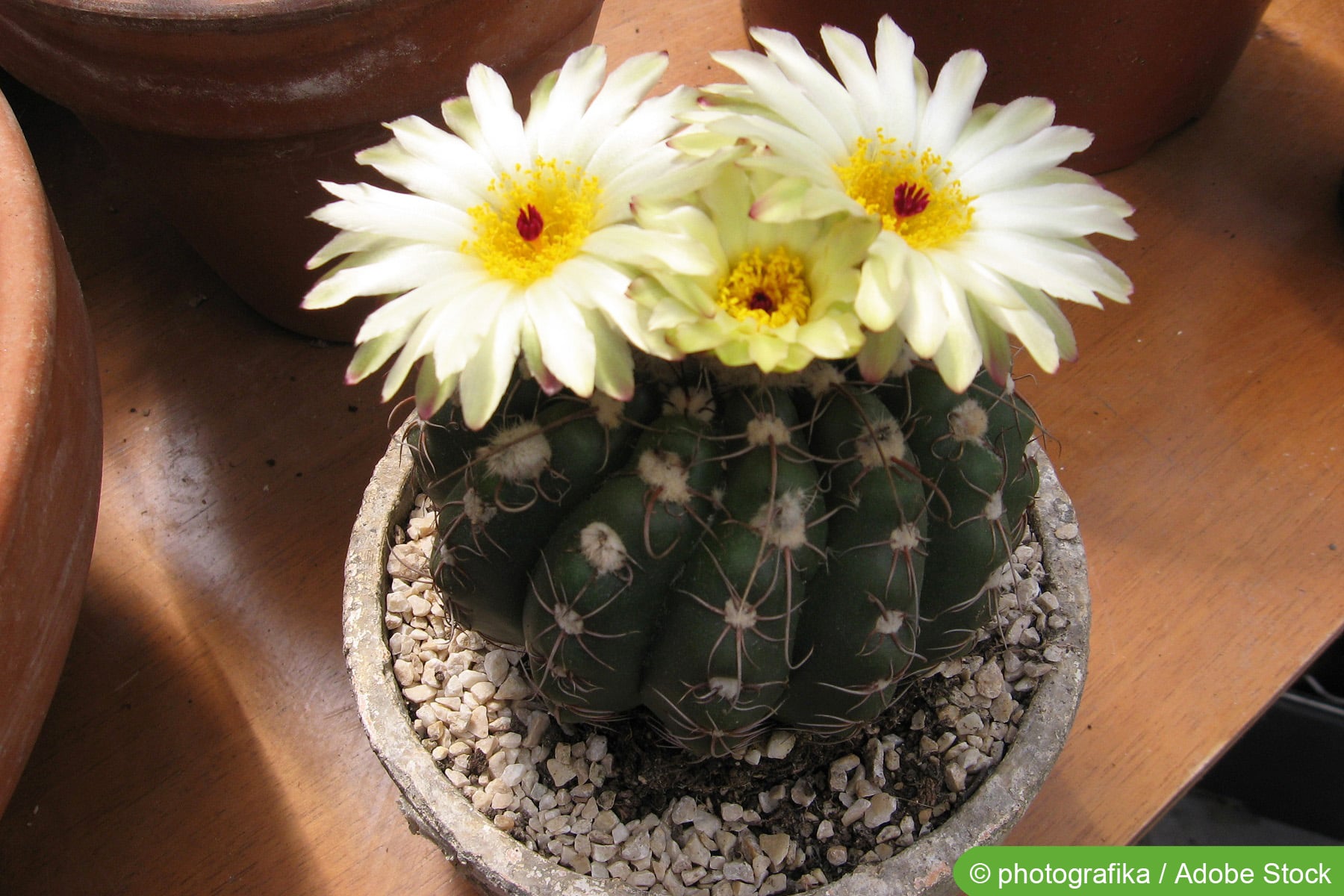 Gymnocalycium-Kakteen - ArtenSorten und Pflege - Hausgarten.net