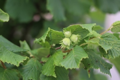 Haselnuss - Corylus avellana