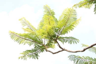 Palisanderholzbaum (Jacaranda mimosifolia)