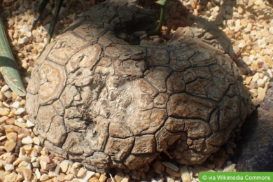Schildkrötenpflanze (Dioscorea mexicana)