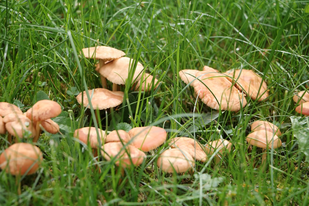 Pilze im Rasen: Hexenringe - Feenringe
