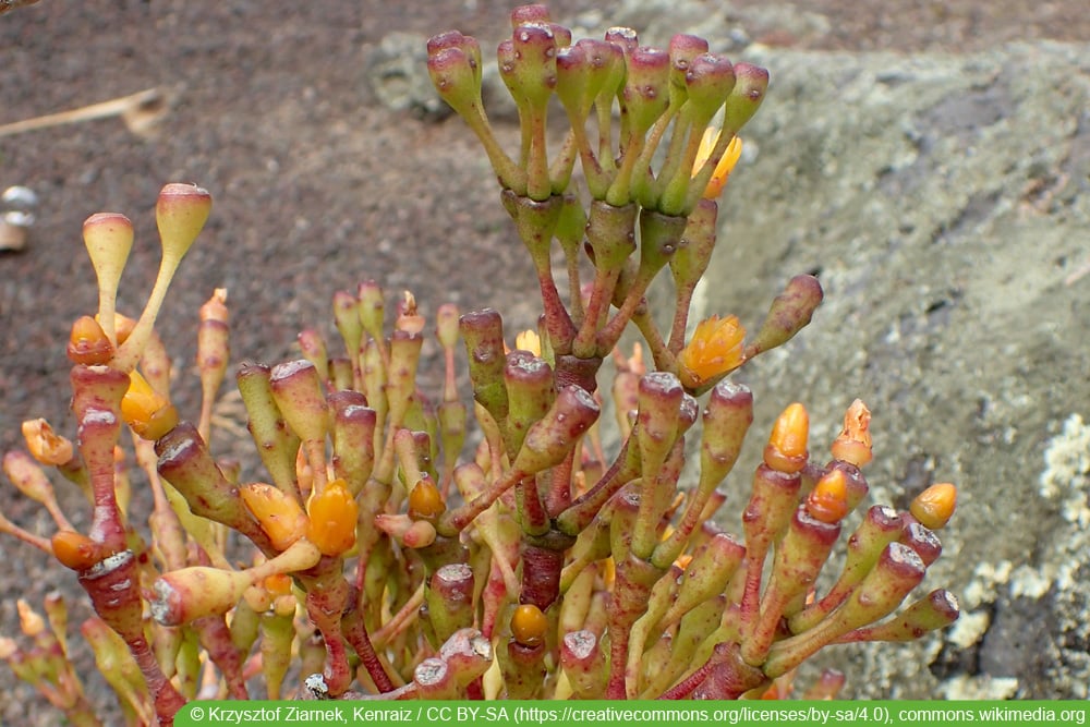 Keulen-Binsenkaktus - Hatiora salicornioides