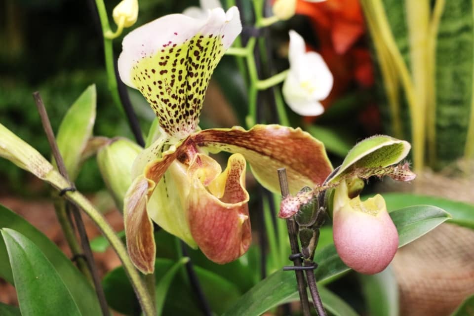 Orchidee Frauenschuh Pflege