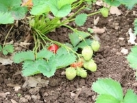 Erdbeerpflanzen anbauen