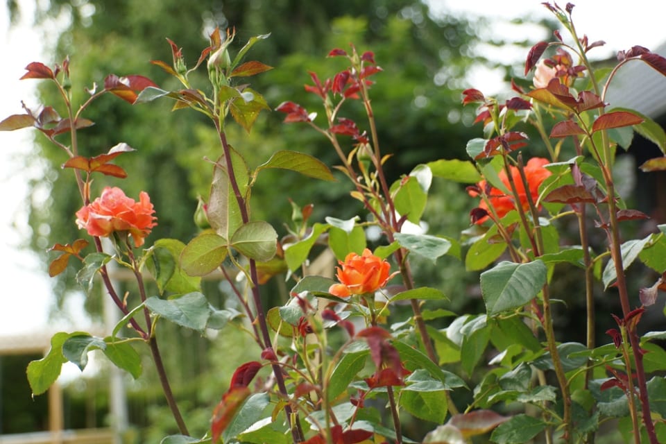 Rosen umpflanzen - wann und wie setzt man Rosen um? - Hausgarten.net