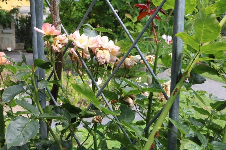 Rosen umpflanzen - wann und wie setzt man Rosen um? - Hausgarten.net