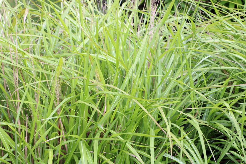 Chinaschilf - Miscanthus purpurascens