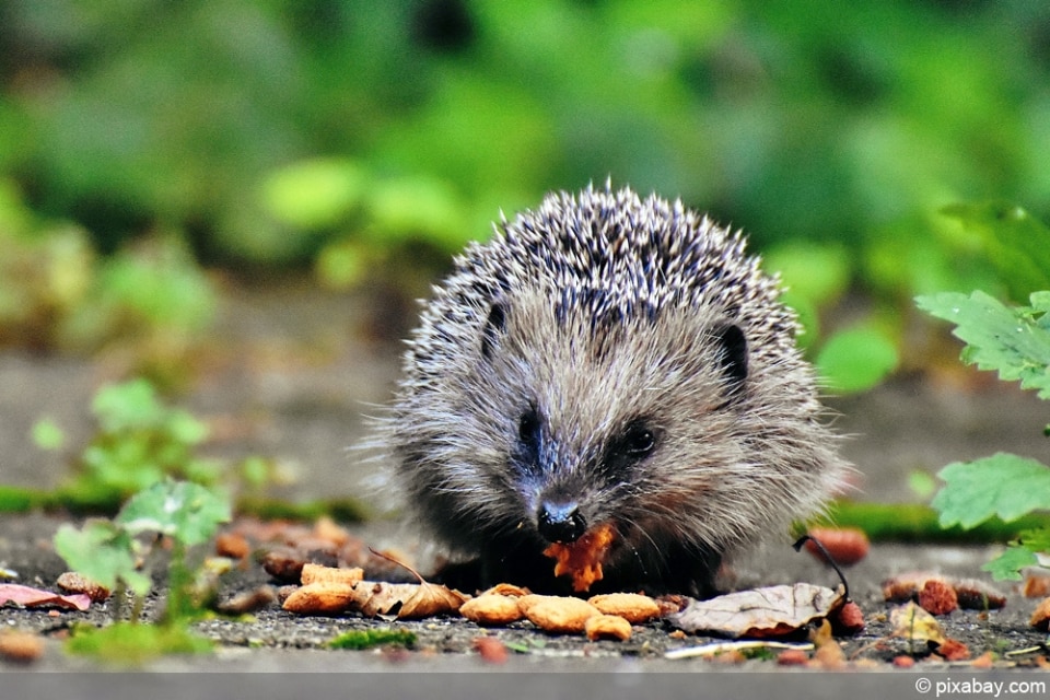 Was Essen Und Trinken Igel? Infos Zur Nahrung Und Fütterung ...