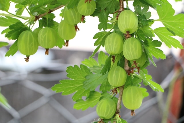 Wann sind Stachelbeeren reif? So ernten Sie die Beeren richtig ...