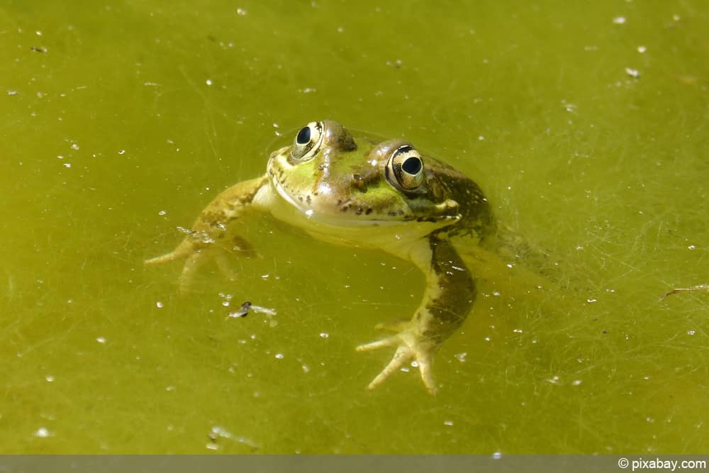 Frosch im Algenteich - Algen im Froschteich