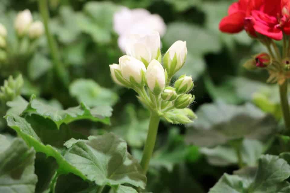 Pelargonie - beliebte Sorten, Pflege und Tipps zum Überwintern ...