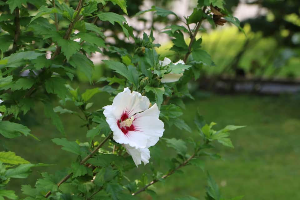 Hibiskus Newbiscus Xxl Pflege Des Riesen Hibiskus Hausgarten Net