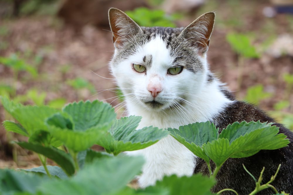 Katzen aus Garten vertreiben: 6 tierfreundliche Methoden
