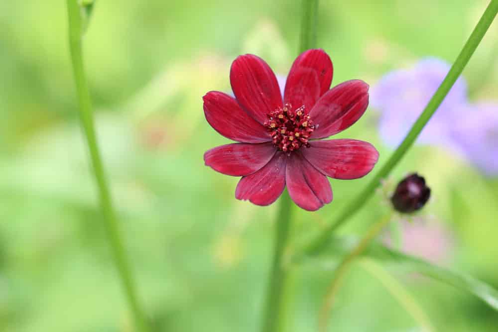 schokoladenblume - Kosmee - Kosmos atrosanguineus