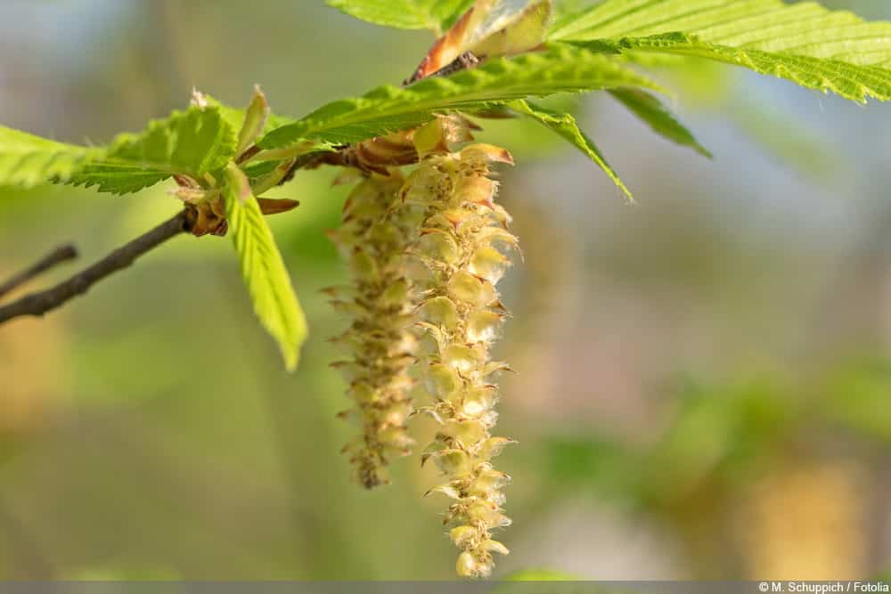 Europäische Hopfenbuche, Ostrya carpinifolia