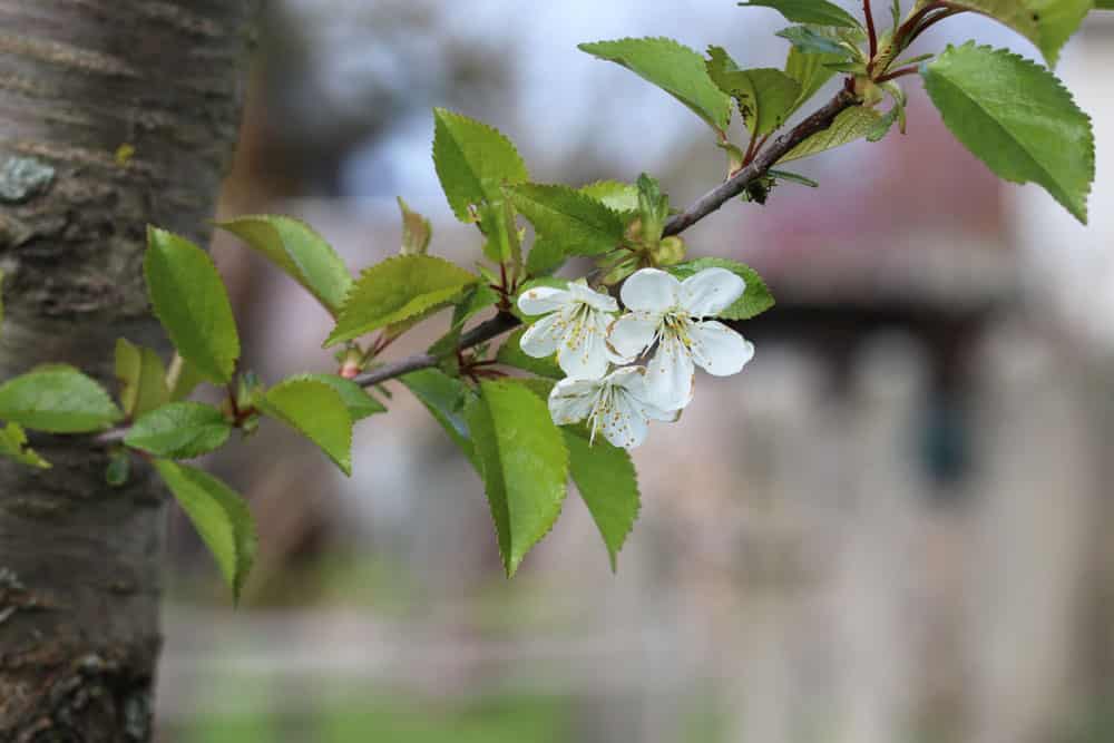 Kirschbaum blüht