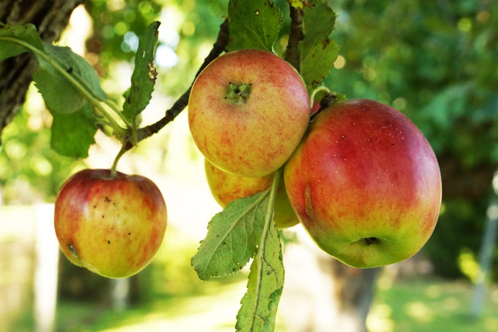 Wie schnell wächst ein Apfelbaum? zum Wachstum Infos 
