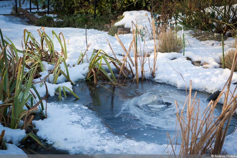 Was macht man mit Wasserpflanzen im Winter?