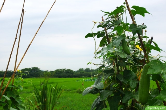 Luffa Gurke Selber Anbauen