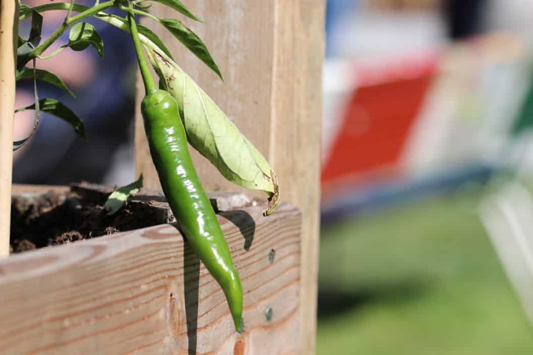 Chili Überwintern Zurückschneiden