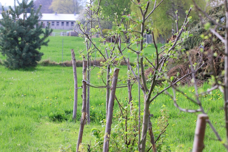 Wie Schnell Wächst Ein Apfelbaum? | Infos Zum Wachstum - Hausgarten.net