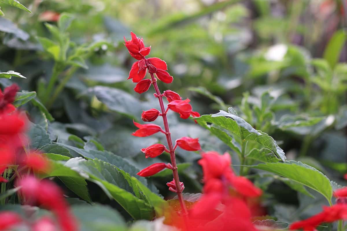 Feuersalbei - Salvia splendens