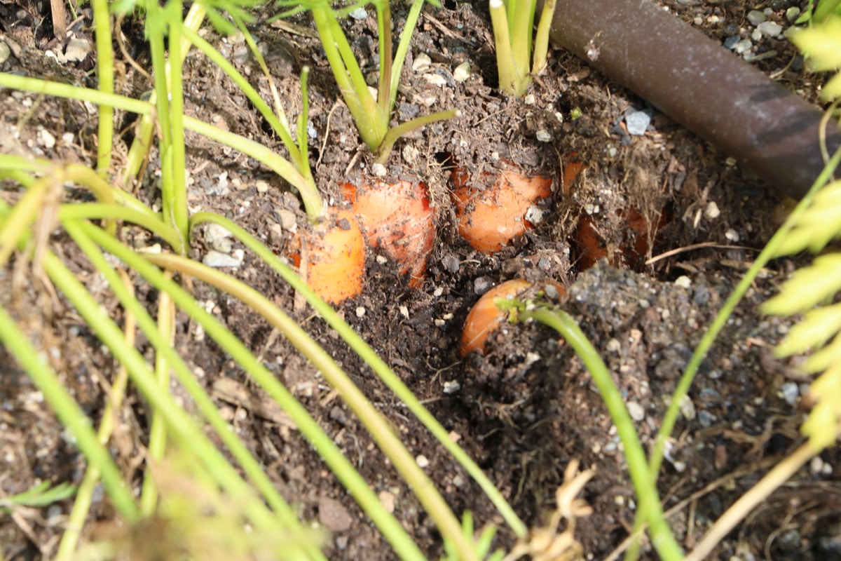 Möhren - Karotten - Daucus carota subsp. sativus