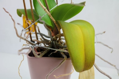Orchidee gelbes Blatt