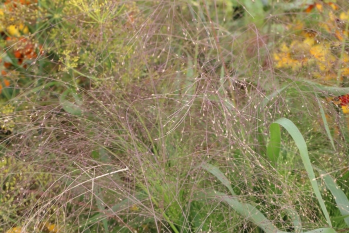 Rutenhirse (Panicum virgatum)