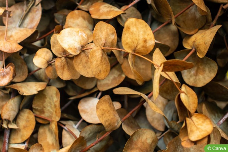 Eukalyptus Braune Blätter Abschneiden