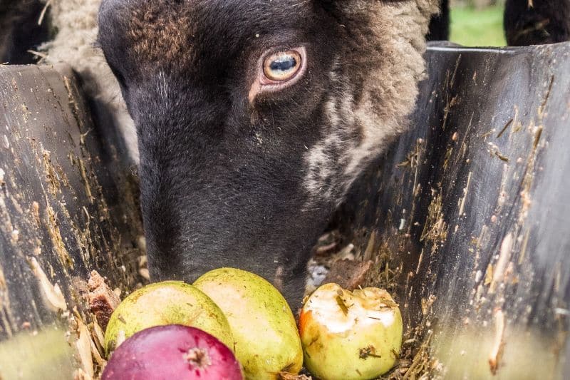 Fabelhafte Dürfen Schafe Äpfel Essen Ebenbild