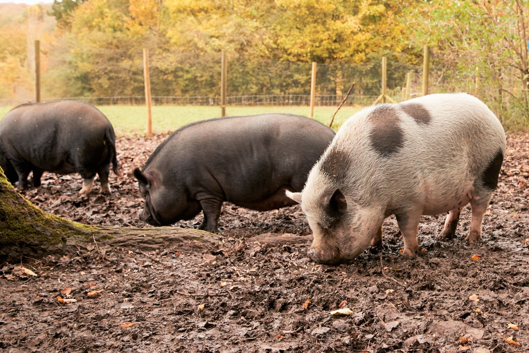 Welche Schweinerassen gibt es? 15 Schweinearten - Hausgarten.net