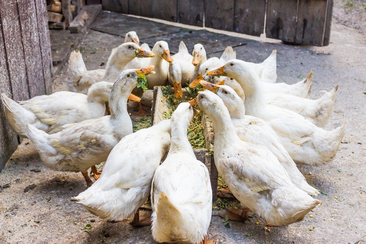 Was dürfen Enten fressen? Das ideale Entenfutter - Hausgarten.net